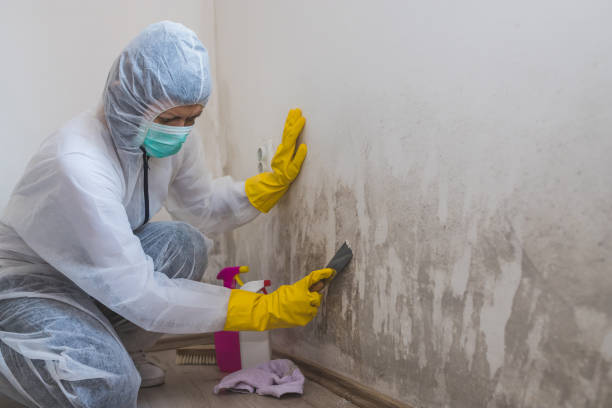 Best Mold Prevention Services  in Mountain Lakes, NJ
