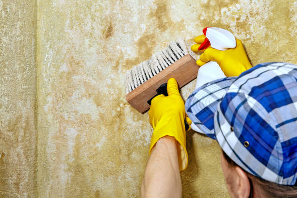 Best Comprehensive Air Testing for Mold Contaminants  in Mountain Lakes, NJ